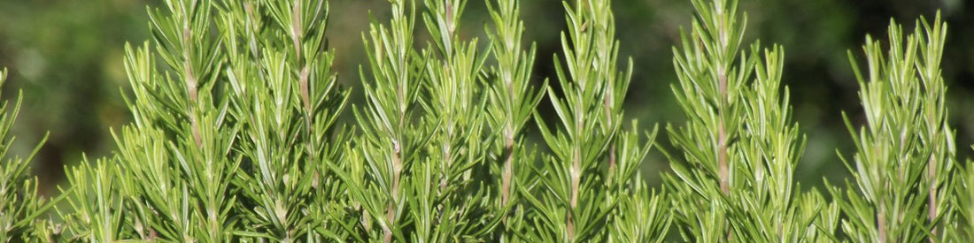 Veriere ingredients naturels pour lutter contre chute de cheveux et favoriser la pousse de cheveux